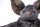 Kuscheltier - Fledermaus mit Band - Groß - 73 cm