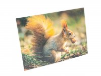 3D Postkarte Eichhörnchen