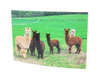 3D Postkarte Alpakas