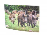 3D Postkarte Wildschwein Familie