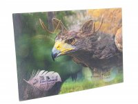 3D Postkarte Eventfalknerei - Wildpark Müden
