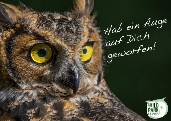 Postkarte Wildpark Müden - Uhu (Motiv 20)