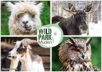 Postkarte Wildpark Müden - Wildpark Collage (Motiv 32)